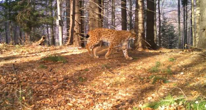 Monitorizarea a fost făcută cu 150 de camere cu senzor de mişcare FOTO: Fundaţia Conservation Carpathia