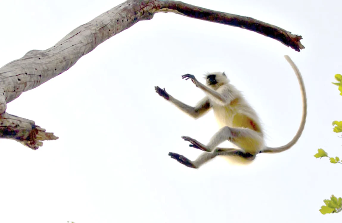 Taekwondo