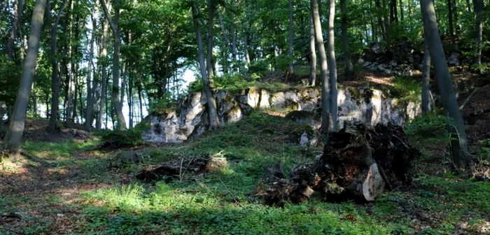 Rămăşiţele carierei de piatră, ascunse de pădure.