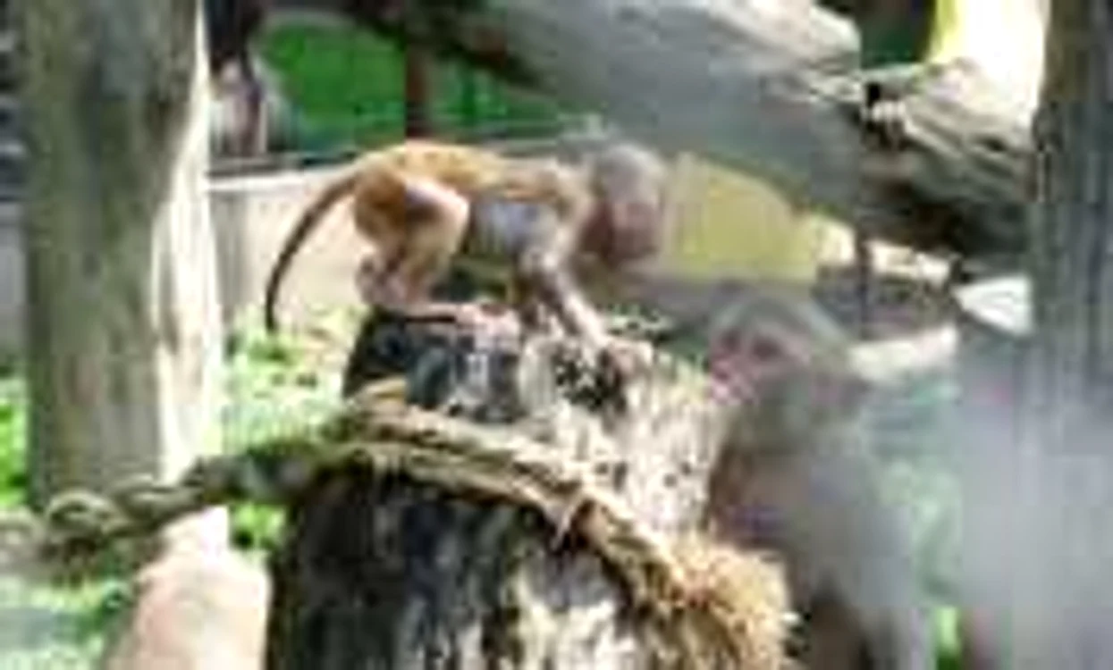 Principala atracţie de la ZOO sunt cei doi pui de maimuţă din rasa Macaca Mulatta