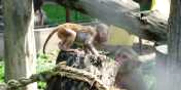 Principala atracţie de la ZOO sunt cei doi pui de maimuţă din rasa Macaca Mulatta