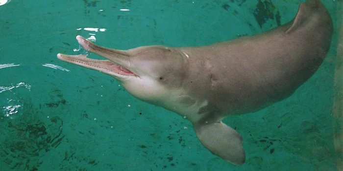 Delfinul de pe râul Yangtze nu a mai fost văzut de zeci de ani Foto: Twitter/ @SauronK 