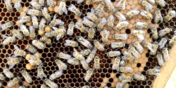 Clujenii pot să-şi cumpere miere ecologică de la târgul apicol din 3 şi 4 martie (foto: adevarul)