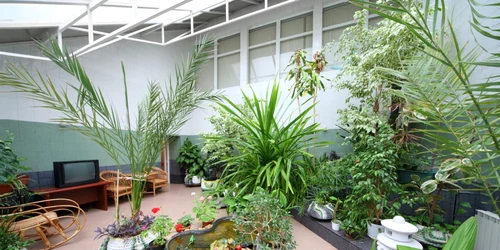 plante apartament foto shutterstock