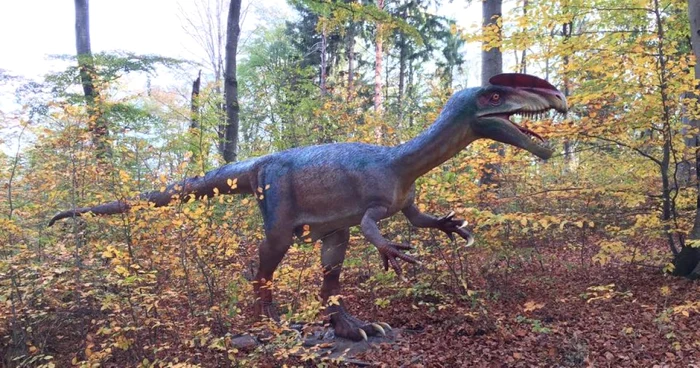 Parcul cu dinozauri este situat în pădure, lângă Cetatea Râşnov. FOTODino Park.