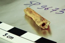Fragmentul de os, vechi de 110.000 de ani, descoperit în peștera Denisova din Siberia, din care a fost extras ADN (© Diyendo Massilani)