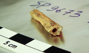 Fragmentul de os, vechi de 110.000 de ani, descoperit în peștera Denisova din Siberia, din care a fost extras ADN (© Diyendo Massilani)