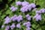 4 ageratum jpg jpeg