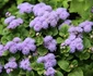 4 ageratum jpg jpeg