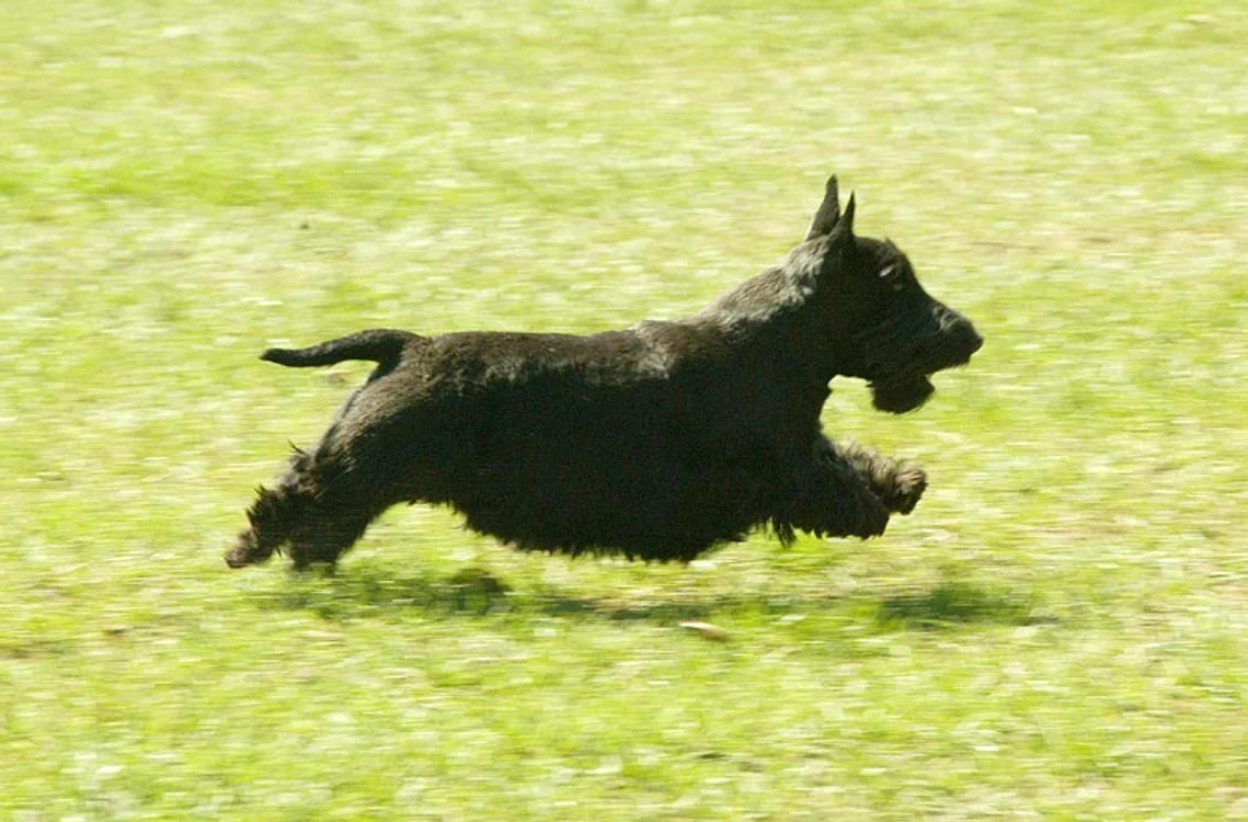 catelul bush barney (TNYF/WENN.com)