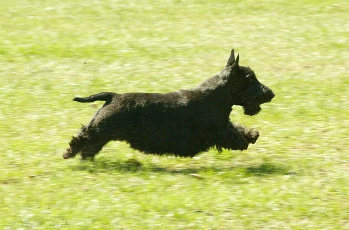 catelul bush barney (TNYF/WENN.com)
