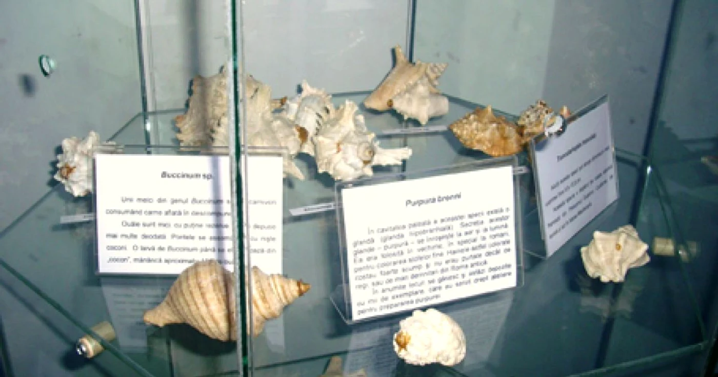 Expozitie scoici