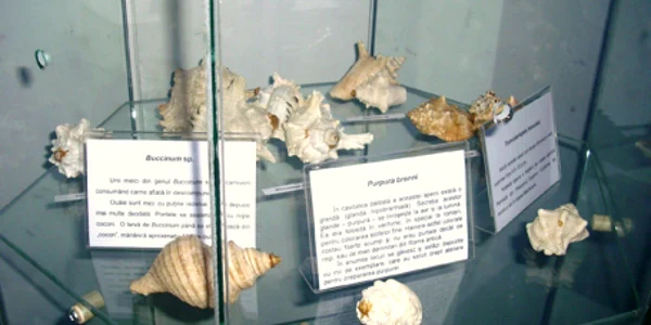 Expozitie scoici