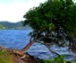 Manchineel 5 jpg