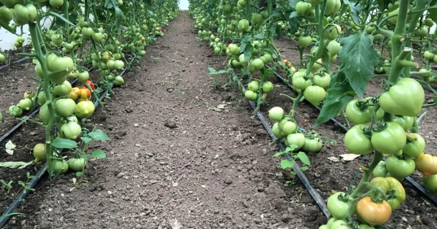 Fermierii primesc 3.000 euro pentru producţiile din perioada 1 martie–1 iulie, Foto: Arhivă Adevărul