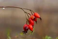 rosehip 3767313 640 jpeg