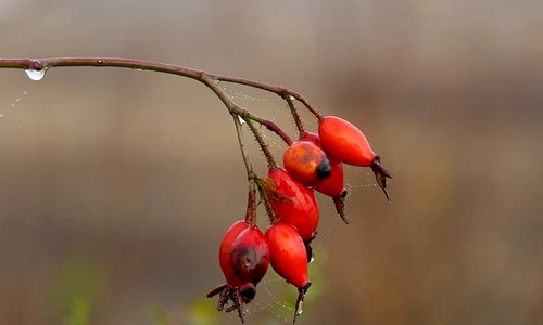 rosehip 3767313 640 jpeg