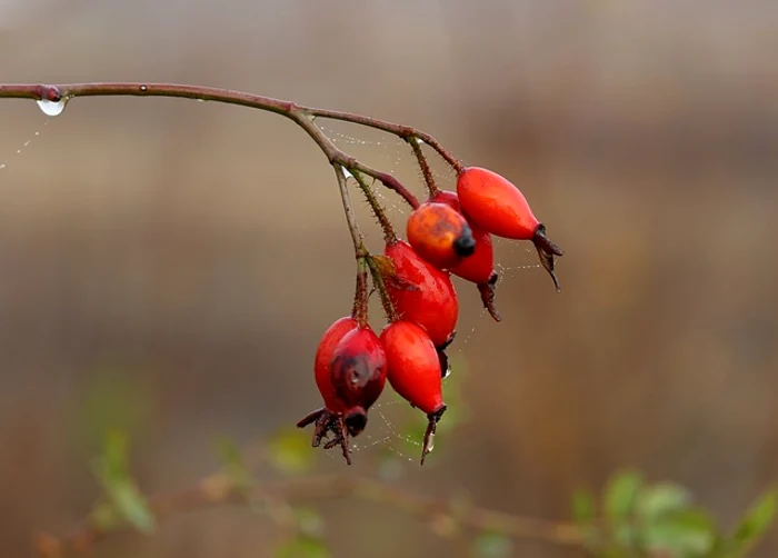 Din măceșe se poate face și cidrufoto: pixabay.com
