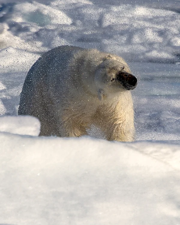 Fram, viață de urs polar. FOTO: Rareș Beșliu