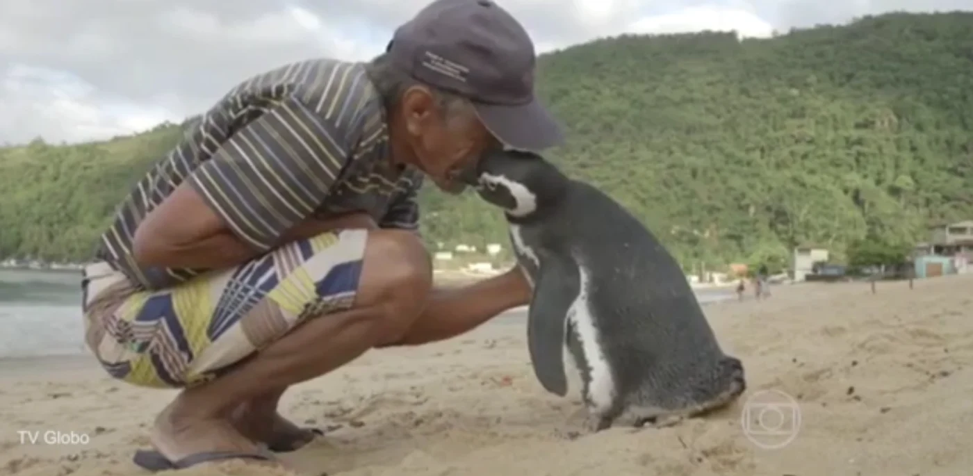 
    Pinguinul străbate anual 5.000 de mile pentru a-și revedea salvatorulFoto Daily Mail  