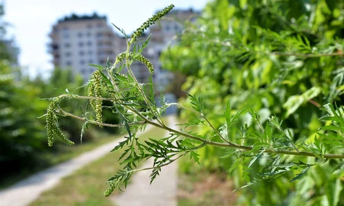 ambrozia in bucuresti jpeg