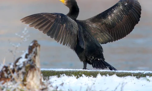Daea, Stalin şi cormoranii jpeg