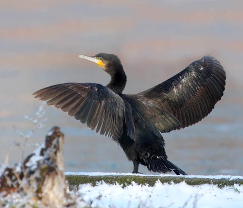 Daea, Stalin şi cormoranii jpeg