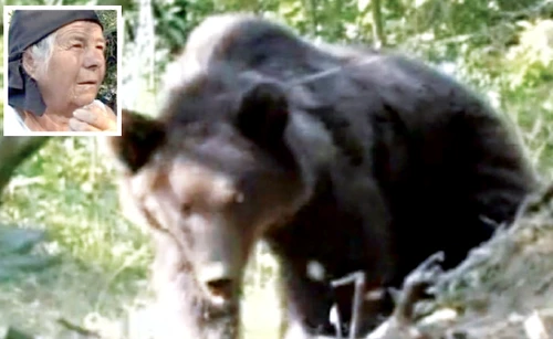 Animalul s-a chinuit disperat ore în şir să scape din capcană şi s-a rănit