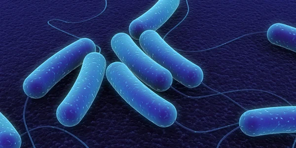 bacterii foto the complete patient