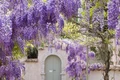 LILIAC jpg