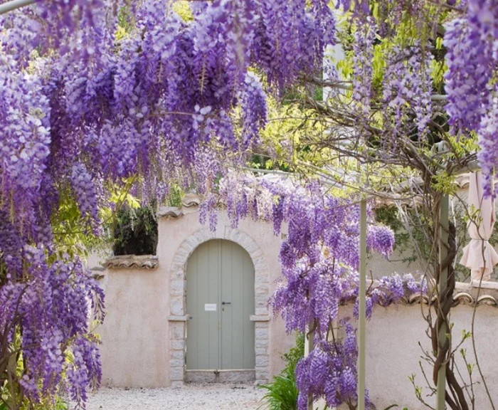 Primăvara, Grecia este invadată de culori și un parfum divin. Foto: Instagram/ Clive Nichols 