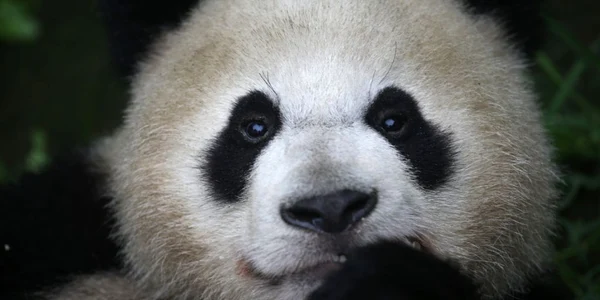 Un urs panda gigant mananca bambus la o bază de cercetare în Ya'an China FOTO Guliver/GettyImages