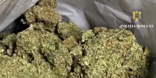 droguri cannabis jpg