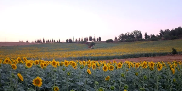 floarea soarelui