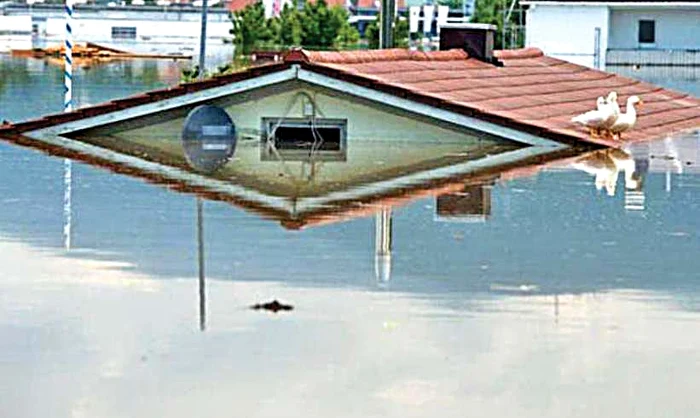 Animalele s-au refugiat pe acoperişurile caselor