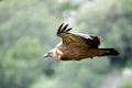 griffon vulture 4999047 1280 jpg