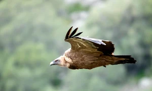 griffon vulture 4999047 1280 jpg