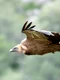 griffon vulture 4999047 1280 jpg