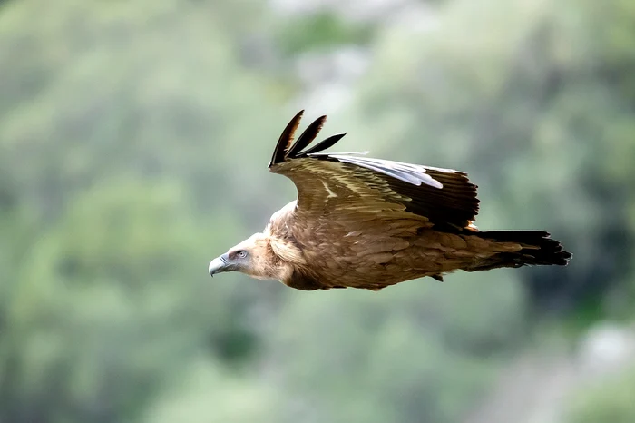 Vulturul sur /foto: Pixabay 