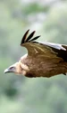 griffon vulture 4999047 1280 jpg