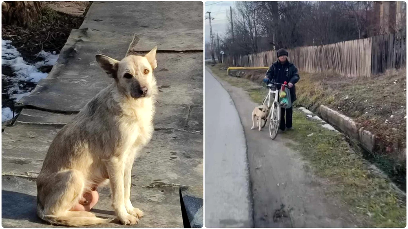 Cățelușa salvată. FOTO: Facebook - Captură video