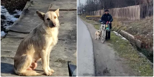 Catelusa salvata  Sursa Lorena Alina facebook jpg