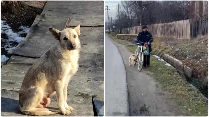 Cățelușa salvată. FOTO: Facebook - Captură video