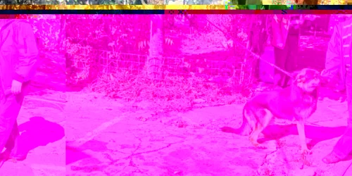 Nim n-a fost un câine poliţist grozav, dar dresorii lui spun că poate fi un bun animal de companie