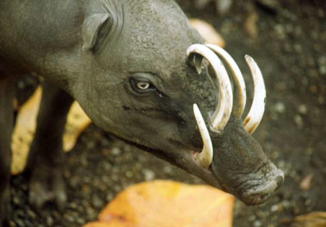 Babirusa care în limba indoneziană înseamnă „căprioară – porc mistreţ”