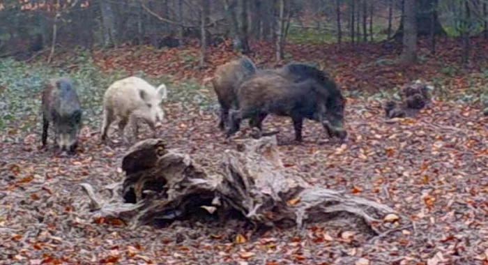 Porcul mistreț albinos, o apariție rară în România