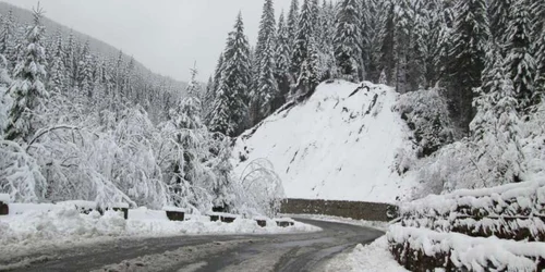 A nins în zona Voineasa –Vidra- Obârşia Lotrului
