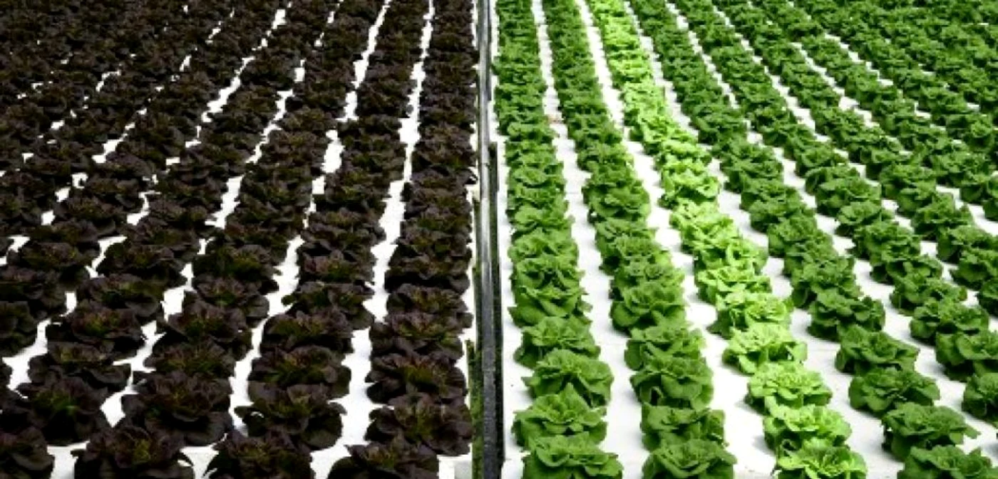 Mafiotii italieni se orienteaza de la escorcherii la deturnarea de fonduri UE pentru agricultura FOTO AFP