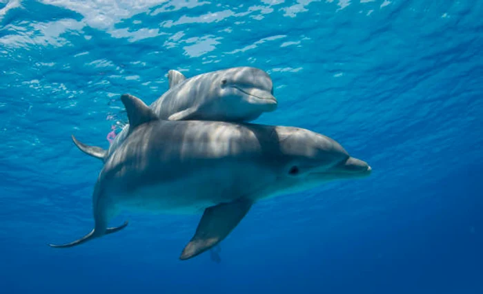 Delfinii pot deveni foarte atașați de oameni / foto: IStock