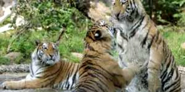 Hunedoara: Doi tigri au scăpat din cuşcă, la Grădina Zoologică